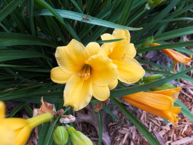 Yellow Daylily with a Grasshopper in Spring clipart