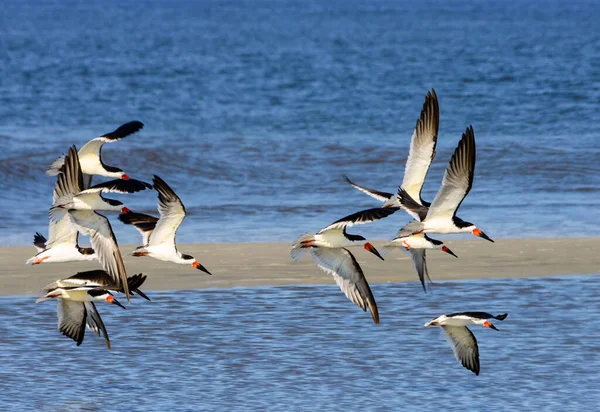 Flock of Black Skimmers flying over sand bar