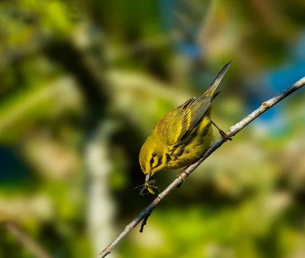 Une Mauvaise Journée Pour Être Insecte — Photo