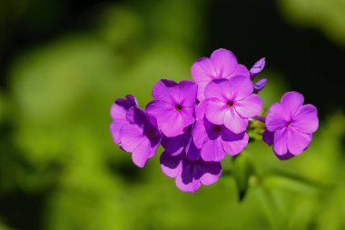 Winfield Scott Gölü 'nde Mor Vahşi Sardunyalar