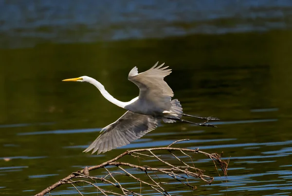 Velký Egret Letu Charlie Elliott Wildlife Center — Stock fotografie