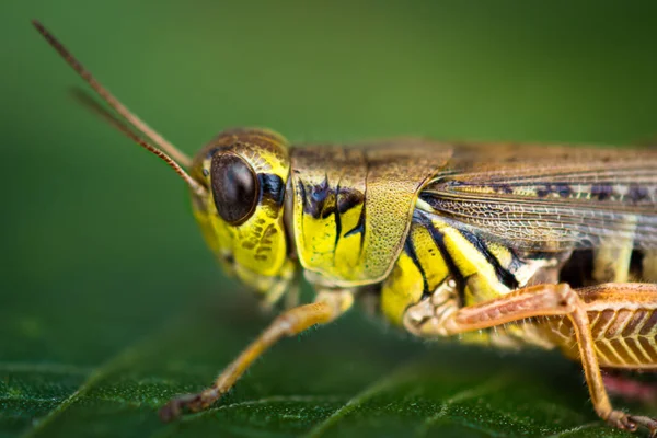 Close Foto Van Een Sprinkhaan — Stockfoto