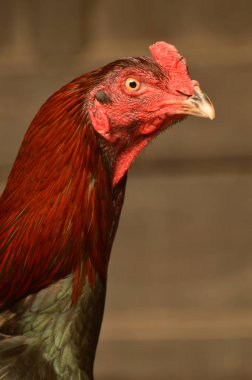 Tayland horozunun kafasının yakın plan portresi.