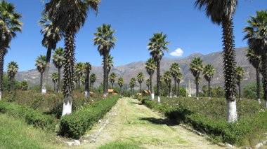 Yungay, Haziran 1970 'te kurulan bir Peru kentidir. Eş anlamlı bölge ve ilde yer almaktadır. Callejn de Huaylas 'ın merkez bölgesinde, Nakit Departmanı' nda. 36 palmiye ağacından kurtarılmış sadece 4 palmiye ağacı var.