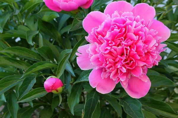 緑の茂みに美しいピンクの牡丹の花 — ストック写真