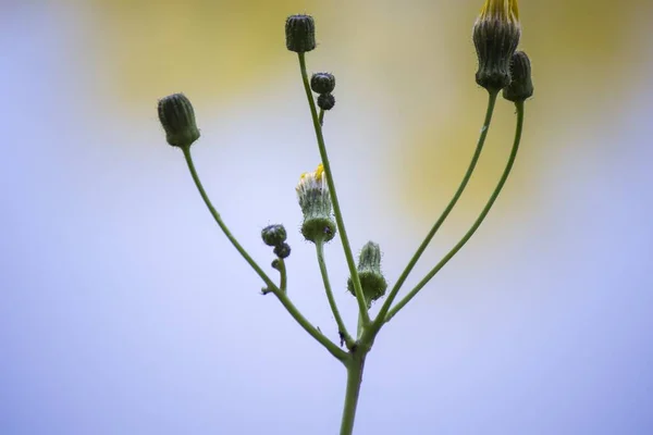 Güzel Bir Arka Planda Çiçek Açan Yeşil Bitki — Stok fotoğraf