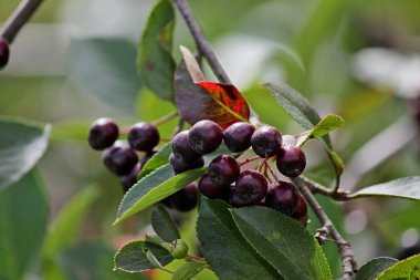 Siyah dağ külleri yapraklı bir dalda asılı.