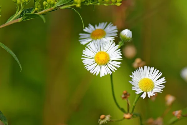 White Wildflowers Green Background — Stock Photo, Image