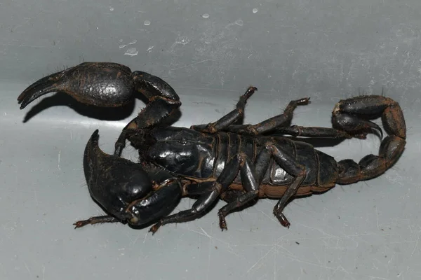 Asian Giant Forest Scorpion House — Photo