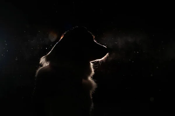 ヘッドライトの犬のシルエット — ストック写真
