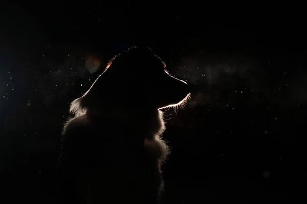 Silhouet Van Een Hond Koplampen — Stockfoto