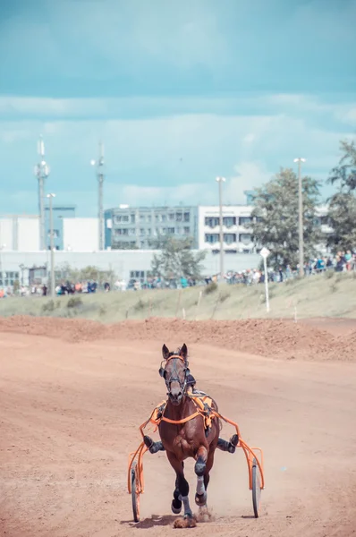 Trav häst — Stockfoto