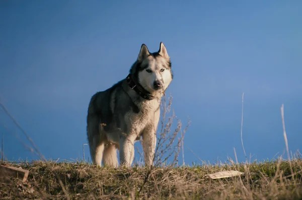 Husky — Stock Fotó