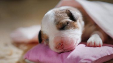 Küçük komik bir köpek yavrusu battaniyenin altında uyuyor.