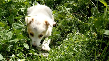 Komik beyaz köpek çimenlerde oynuyor..