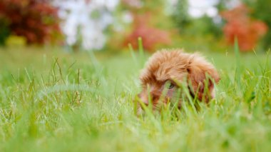 Zencefilli yavru çimenlerde saklanıyor..