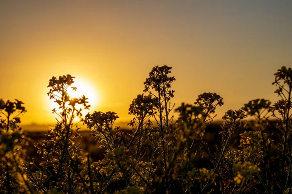 Fleurs Été Sur Fond Coucher Soleil Close — Photo