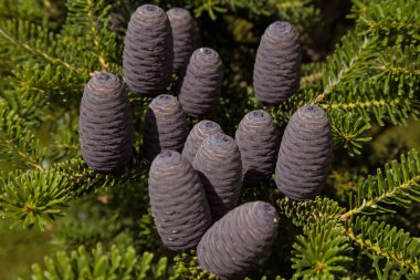Pinus sylvestris clipart