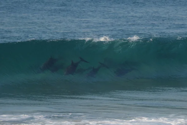 Dolfijnen surfen Wave silhouet — Stockfoto