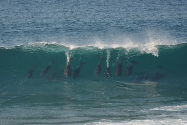 Delfiny surfingu fali powietrza Bubb — Zdjęcie stockowe