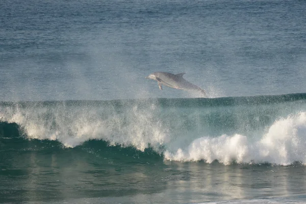 Дельфин снова прыгнул в воду — стоковое фото