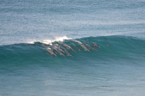 Dolfijnen surfen Golf — Stockfoto