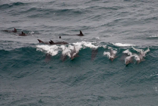 Delfines en olas — Foto de Stock