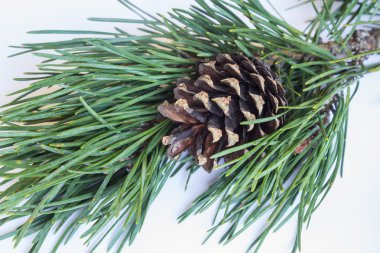 Çamın dalları yeni yıl arka plan top koniler