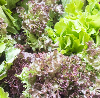 farklı çeşitleri taze marul yaprakları