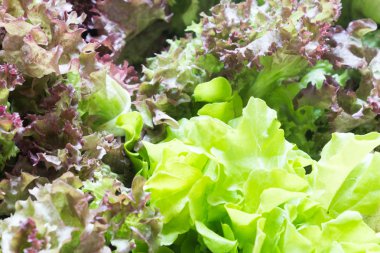 farklı çeşitleri taze marul yaprakları