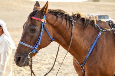 Arap adam gün batımı sırasında çölde Arap atları ile.
