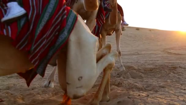 Turistas montam camelos no deserto — Vídeo de Stock