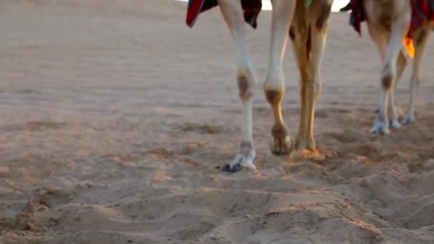 Toeristen mount kamelen in de woestijn — Stockvideo