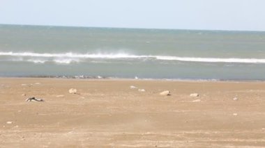 Martılar plaj balık olayı bir dalga deniz üzerinde. Martı ayakta kıyı ve fry yakalamak için denizin gelen dalga için bekleyin. Yabani kuşlar closeup. Baltık Denizi.