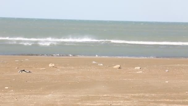 Måsarna på stranden fisk incidenten i en våg av havet. Seagull stående på stranden och vänta för den inkommande vågen av havet, att fånga ynglen. Närbild av vilda fåglar. Östersjön. — Stockvideo