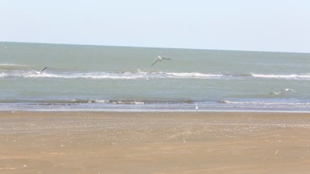 Möwen am Strand Fisch Vorfall in einer Welle des Meeres. Möwen stehen am Ufer und warten auf die ankommende Welle des Meeres, um die Jungfische zu fangen. Nahaufnahme von Wildvögeln. Ostsee. — Stockvideo