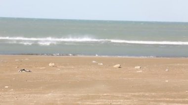 Martılar plaj balık olayı bir dalga deniz üzerinde. Martı ayakta kıyı ve fry yakalamak için denizin gelen dalga için bekleyin. Yabani kuşlar closeup. Baltık Denizi.