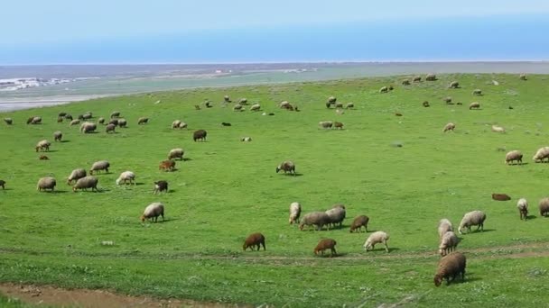 Moutons et béliers mangeant de l'herbe verte sur une prairie de printemps . — Video