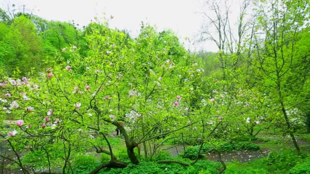 Magnolia tree blossom, magnolia bud.blue sky through the cherry flowers, blossoming fruit trees and flying bees around the flowers the sun through the cherry flowersa. pink magnolia tree — Stock Video