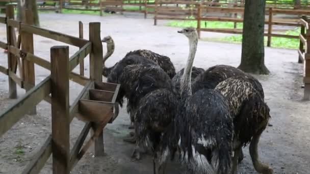 Struisvogels op de boerderij — Stockvideo