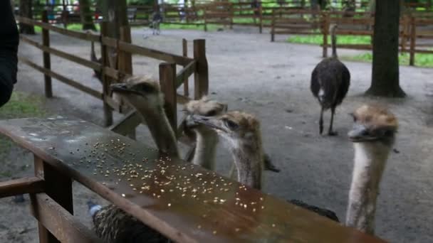 Struisvogels op de boerderij — Stockvideo