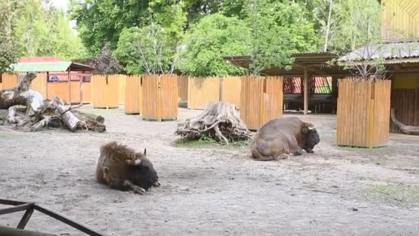 Европейские бизоны отдыхают — стоковое видео