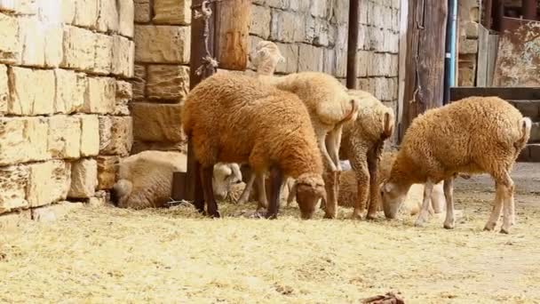 Muçulmanos ajudam no abate halal de uma ovelha — Vídeo de Stock