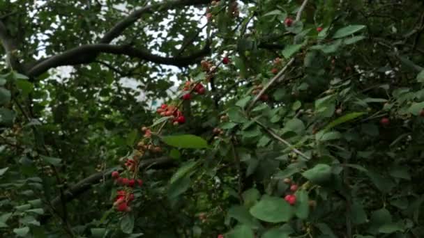 Rote Vogelbeeren Sommer. — Stockvideo