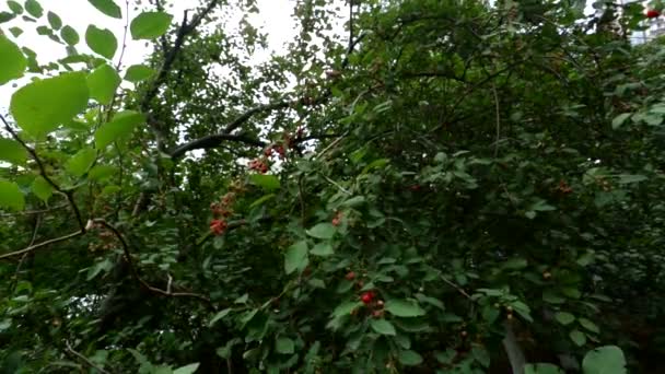 Červený jeřáb bobule léto. — Stock video