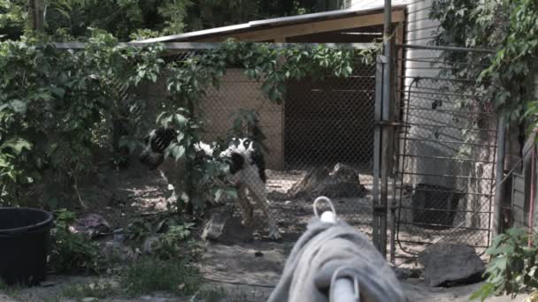 Pastor perro ladra violentamente detrás de la cerca de la rejilla — Vídeos de Stock