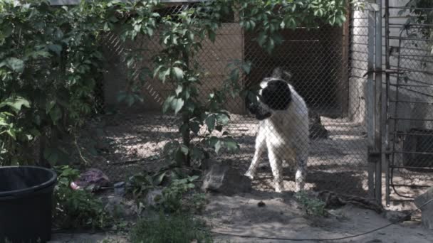 Pastor perro ladra violentamente detrás de la cerca de la rejilla — Vídeo de stock