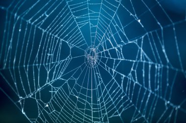 Karanlığın içinde örümcek ağı.