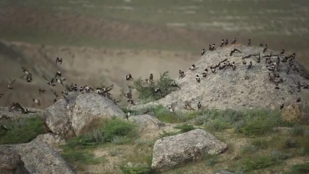 Cuervos sobre piedra — Vídeos de Stock