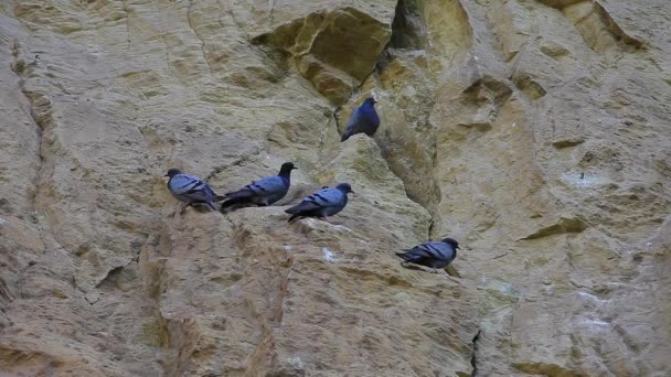 Palomas en la montaña rocosa — Vídeos de Stock